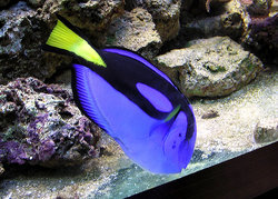 Dory is a Regal Tang.